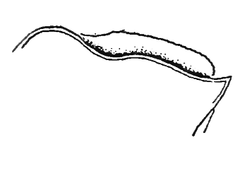 Uca annulipes: Barnard (1950) image