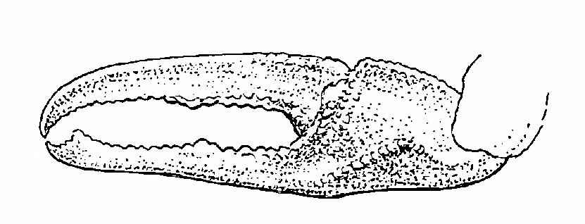 Uca lactea: Boone (1934) image