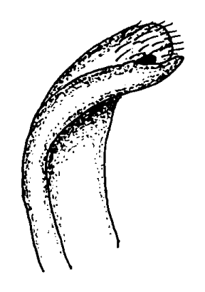 Gelasimus maracoani: Bott (1973) image