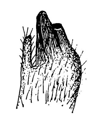 Minuca mordax: Bott (1973) image