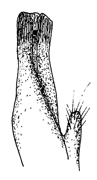 Planuca pugilator: Bott (1973) image