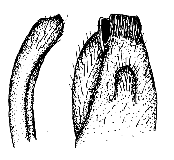 Uca tangeri: Bott (1973) image