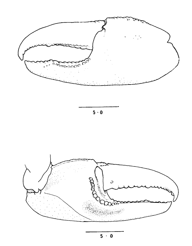 Uca sindensis: Collins <em>et al.</em> (1984) image