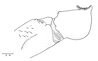 Uca sindensis thumbnail