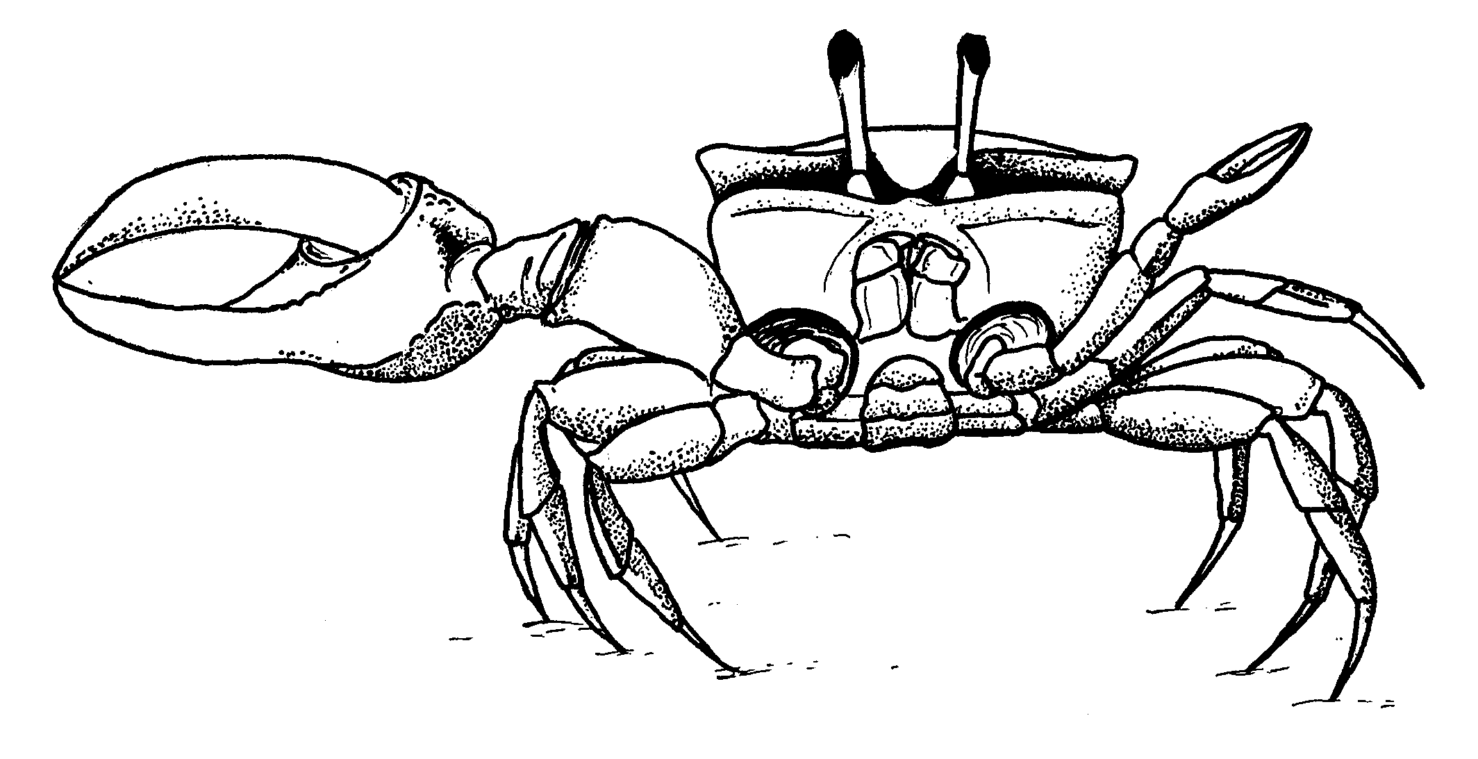 Uca: Crane (1975) image
