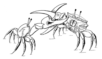 Uca thumbnail