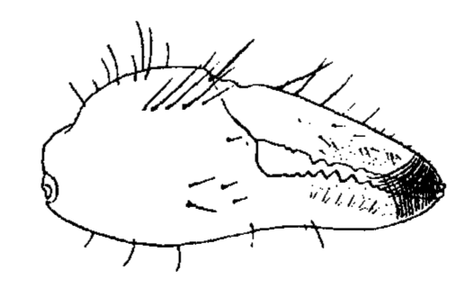 Uca beebei: Crane (1941) image
