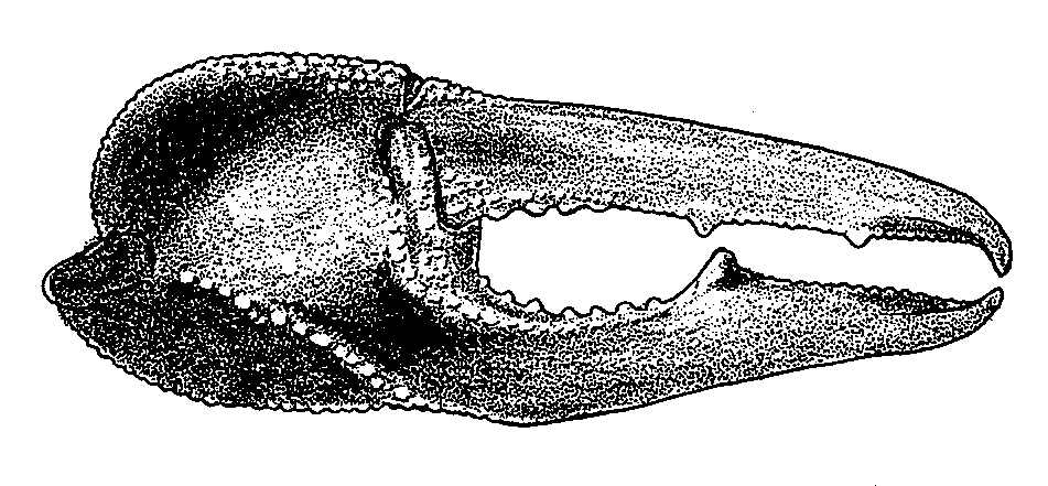 Uca coarctata flammula: Crane (1975) image
