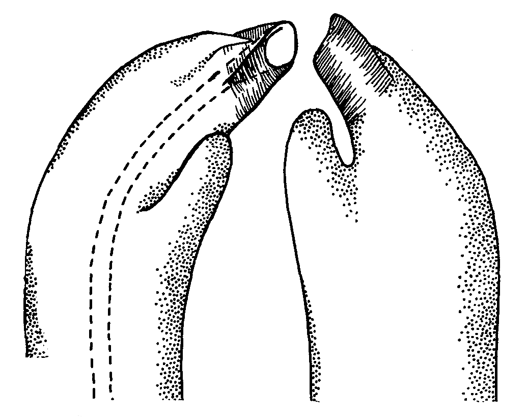 Uca coarctata flammula: Crane (1975) image