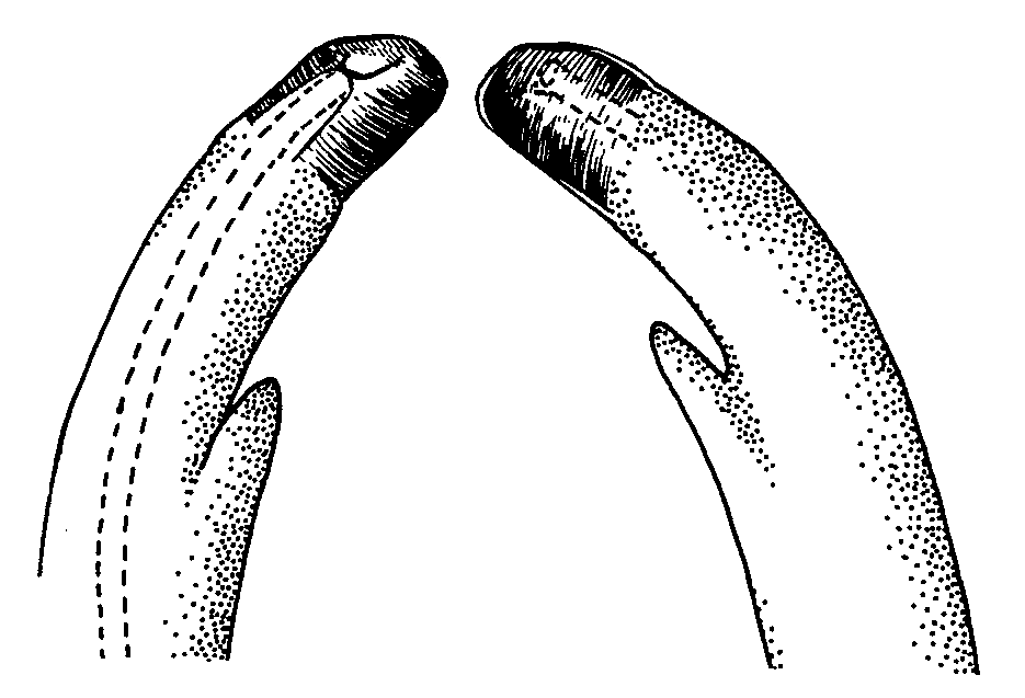 Uca deichmanni: Crane (1975) image