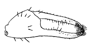 Uca deichmanni thumbnail