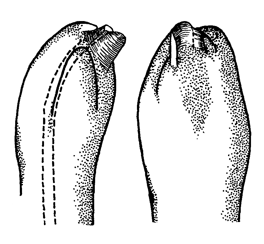 Uca demani australiae: Crane (1975) image