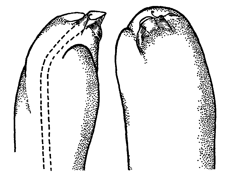 Uca demani demani: Crane (1975) image