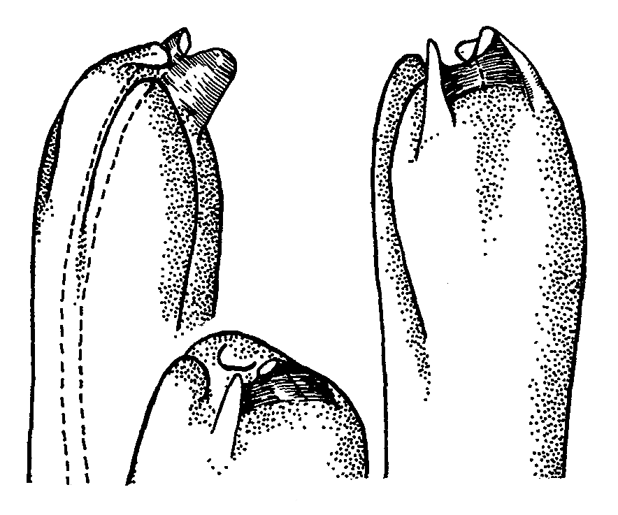 Uca dussumieri capricornis: Crane (1975) image