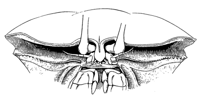 Uca dussumieri dussumieri thumbnail