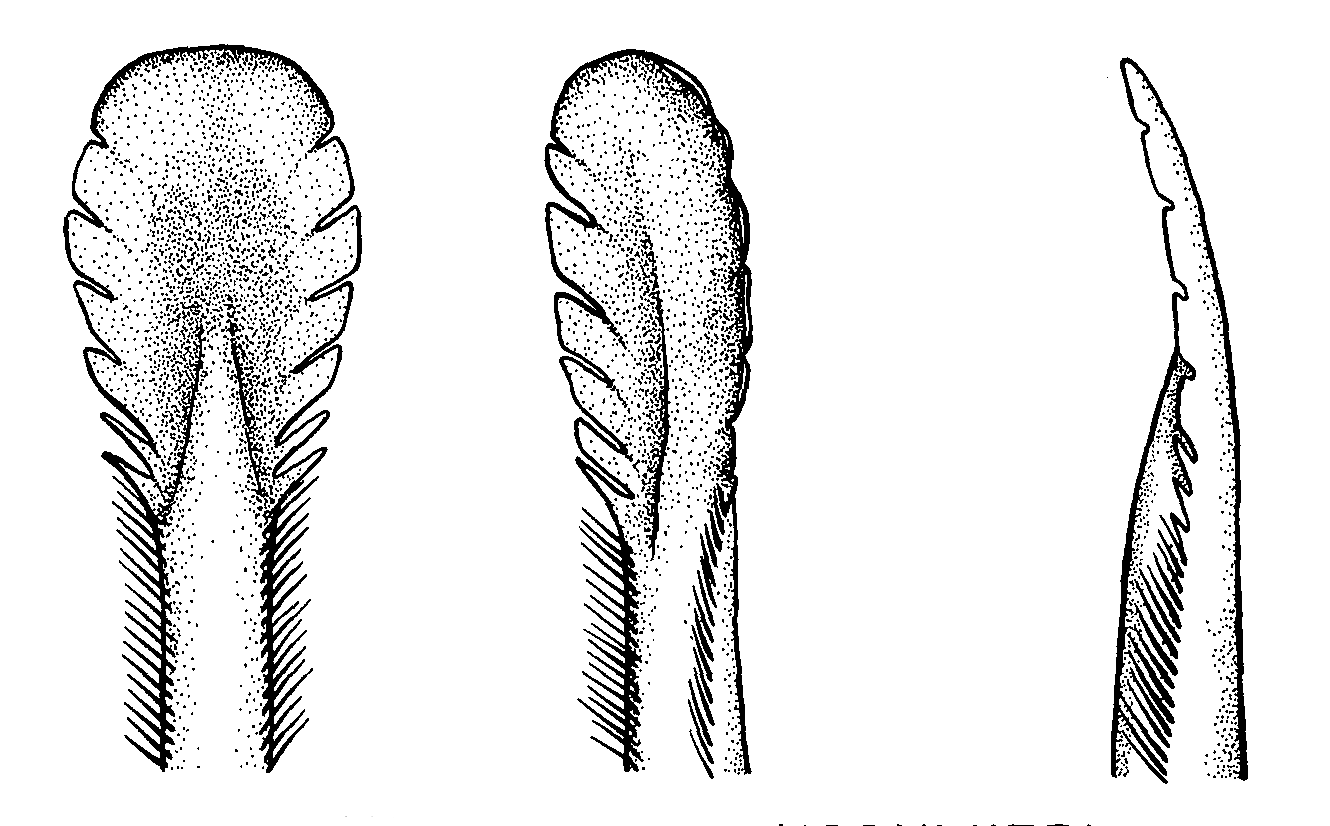 Uca dussumieri dussumieri: Crane (1975) image