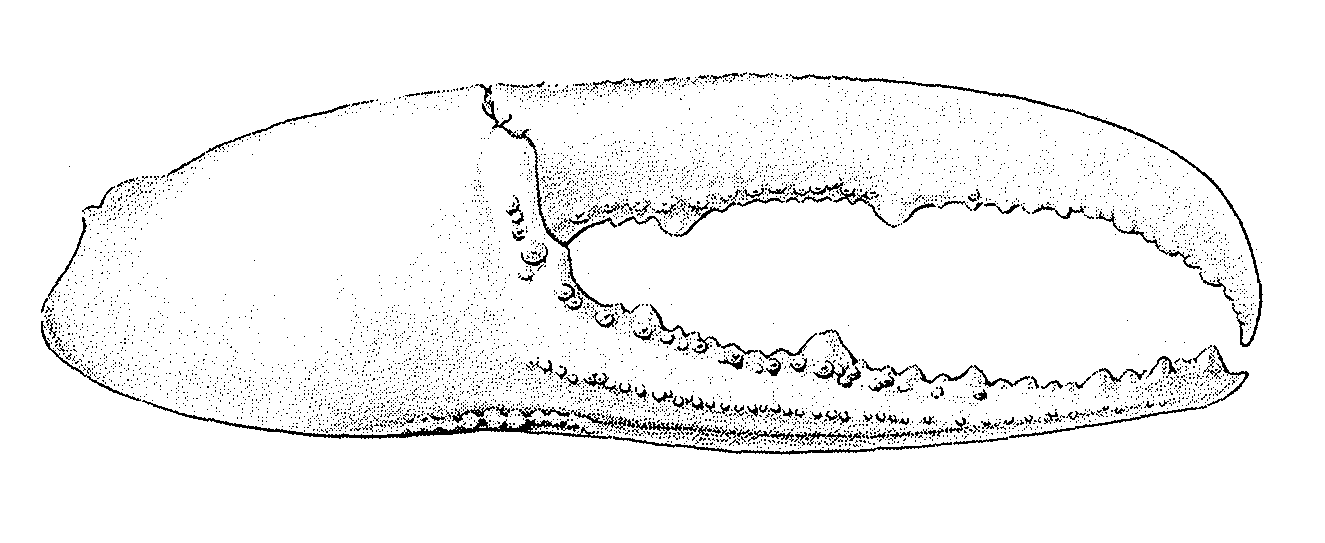 Uca lactea annulipes: Crane (1975) image