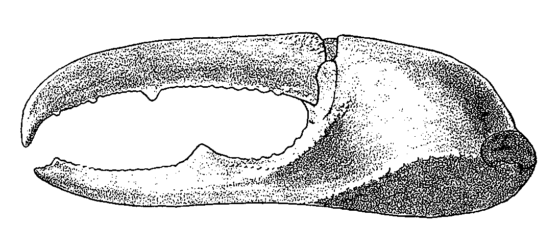 Uca lactea mjobergi: Crane (1975) image