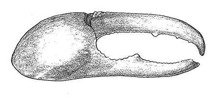 Uca lactea mjobergi thumbnail