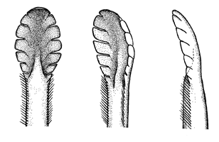 Uca leptodactyla thumbnail