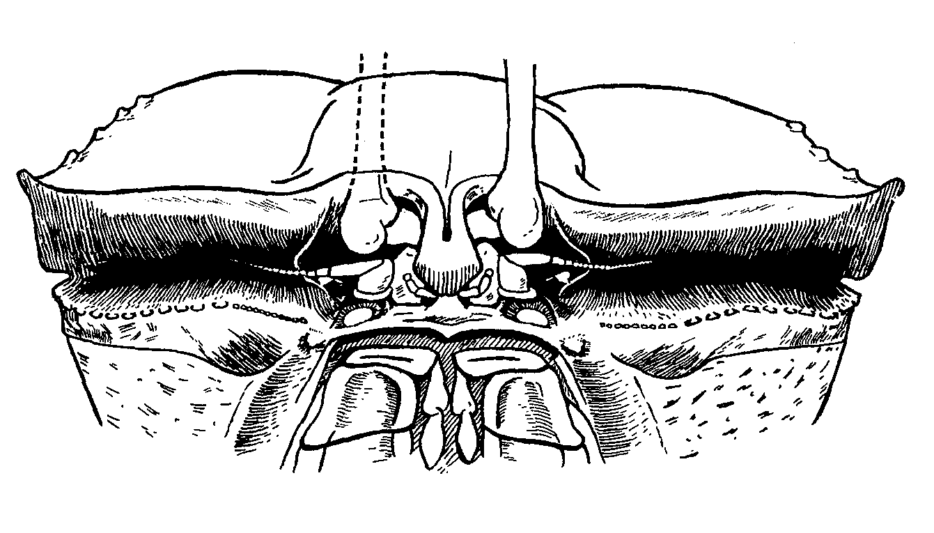 Uca ornata: Crane (1975) image