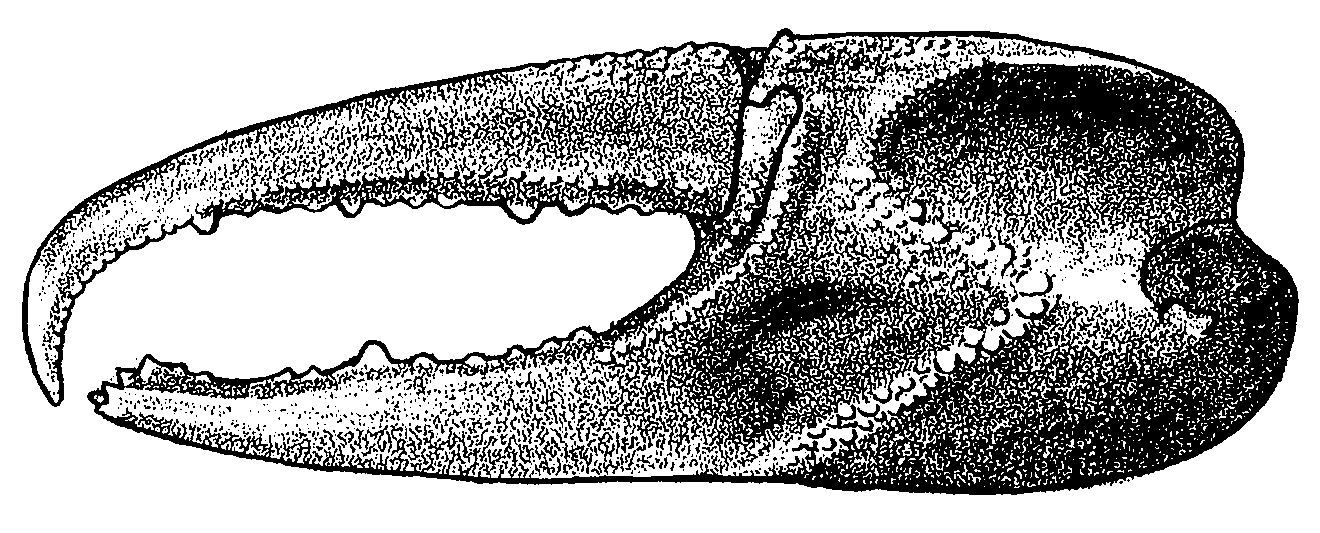 Uca pugnax pugnax: Crane (1975) image