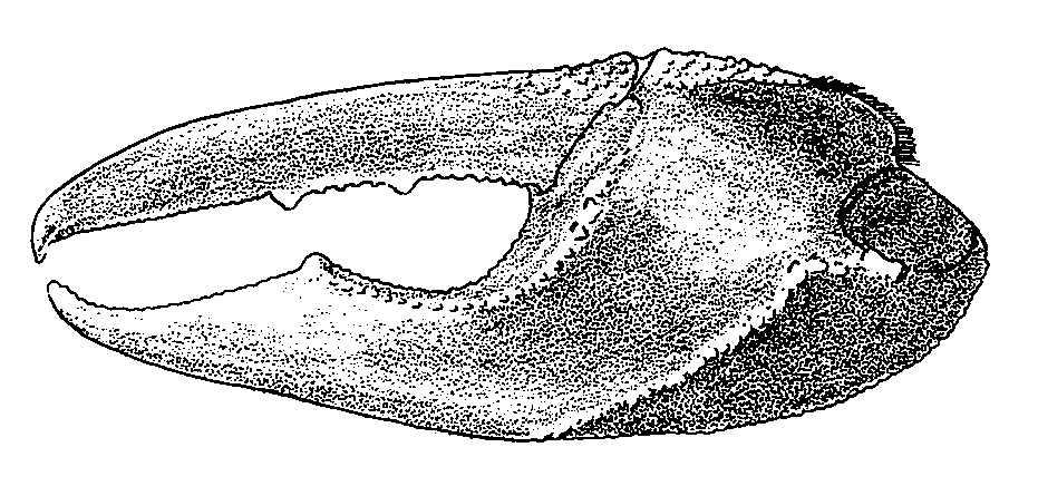 Uca seismella: Crane (1975) image