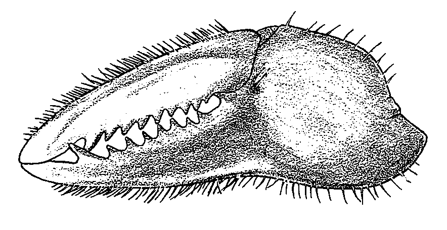 Uca seismella: Crane (1975) image