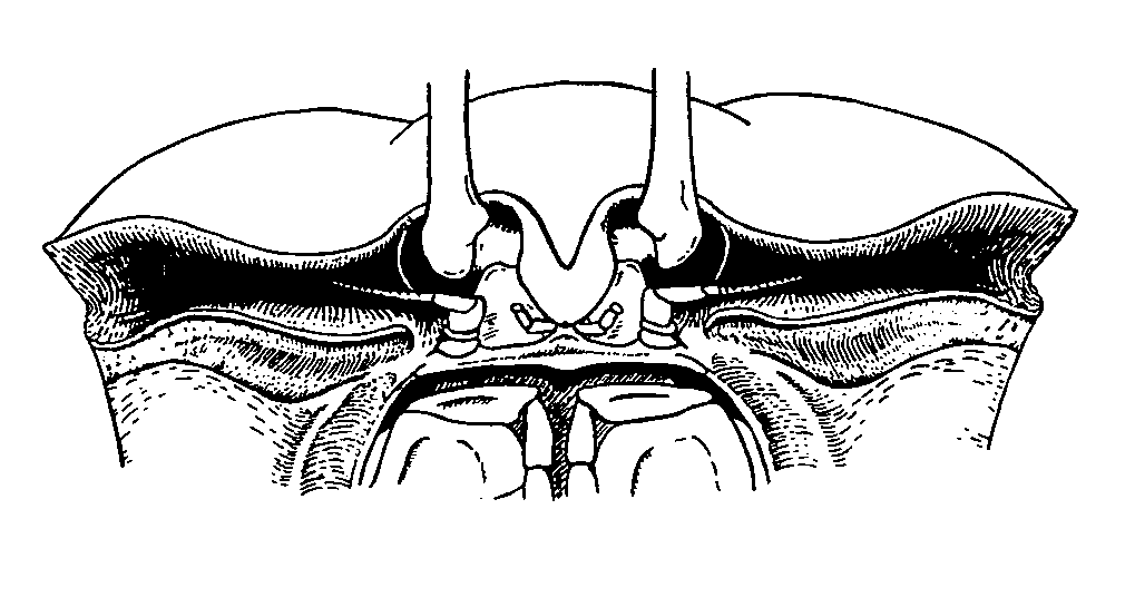 Uca seismella: Crane (1975) image