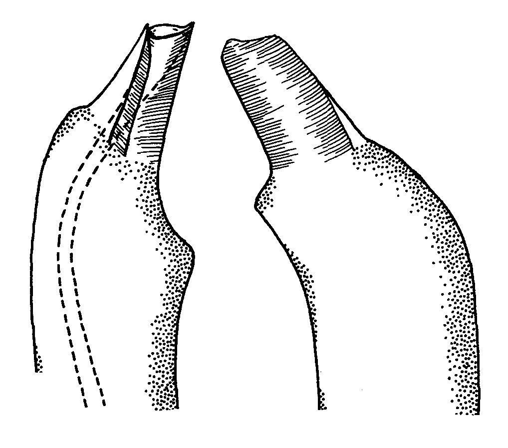 Uca seismella: Crane (1975) image