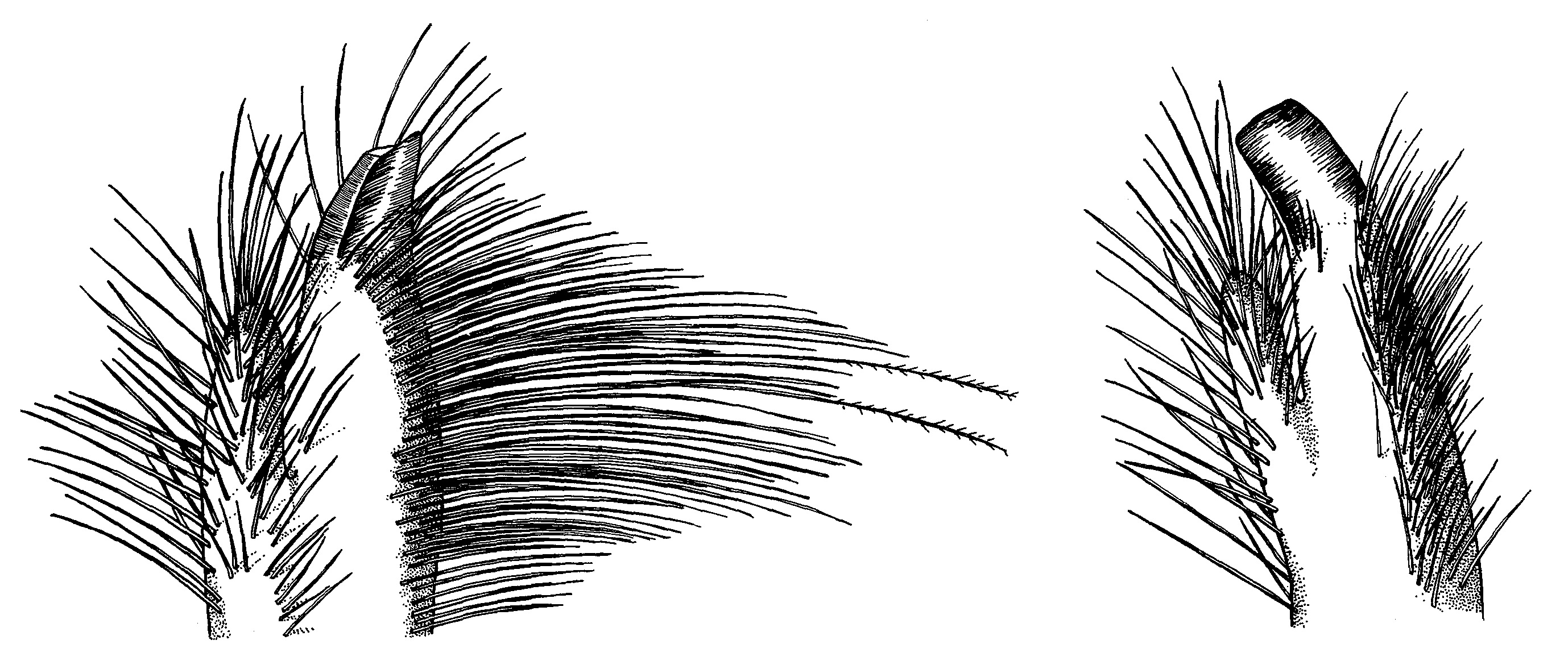 Uca thayeri thayeri: Crane (1975) image