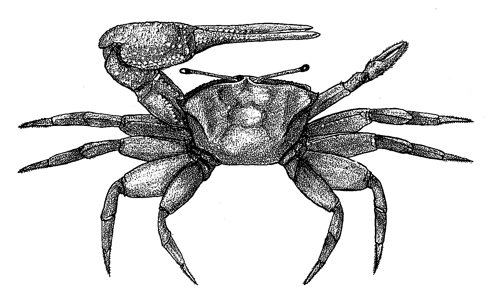 Uca urvillei: Crane (1975) image
