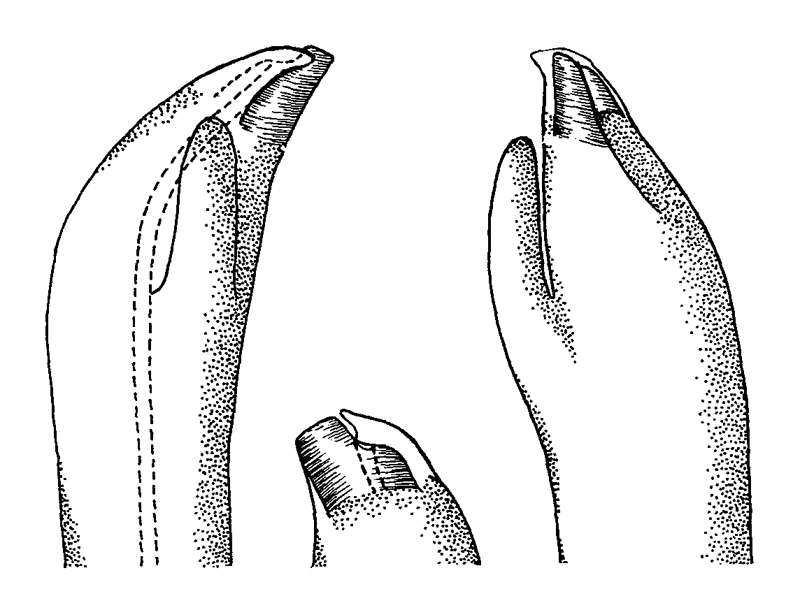 Uca vocans borealis: Crane (1975) image