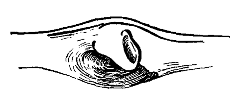 Uca vocans hesperiae thumbnail