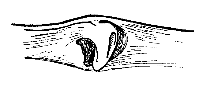 Uca vocans vocans: Crane (1975) image