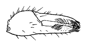 Uca zacae thumbnail