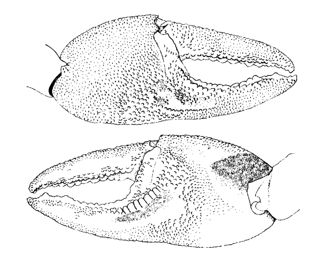 Uca tetragonon: Crosnier (1965) image