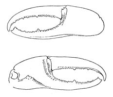 Uca annulipes thumbnail