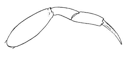 Uca annulipes thumbnail