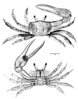 Uca pugilator thumbnail