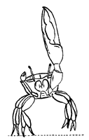 Uca annulipes thumbnail