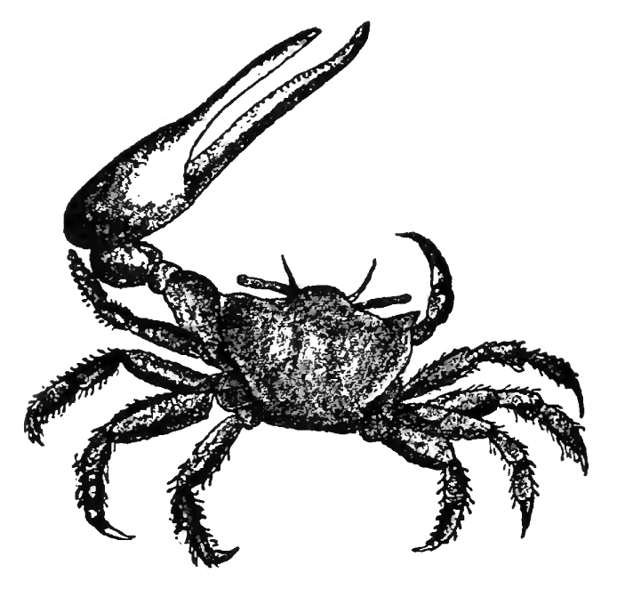 Gelasimus vocator: Heilprin (1888) image