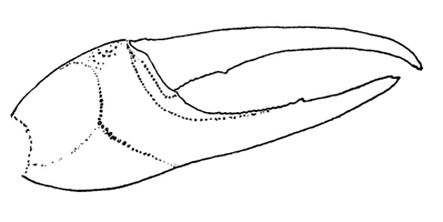 Uca crenulata thumbnail