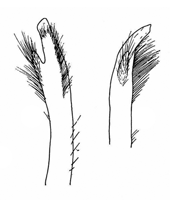 Uca thayeri thumbnail