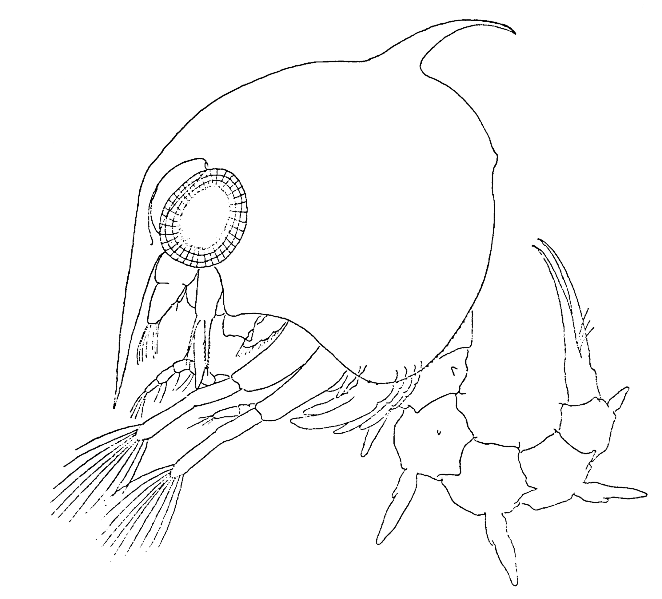 Uca pugnax: Kurata (1970) image