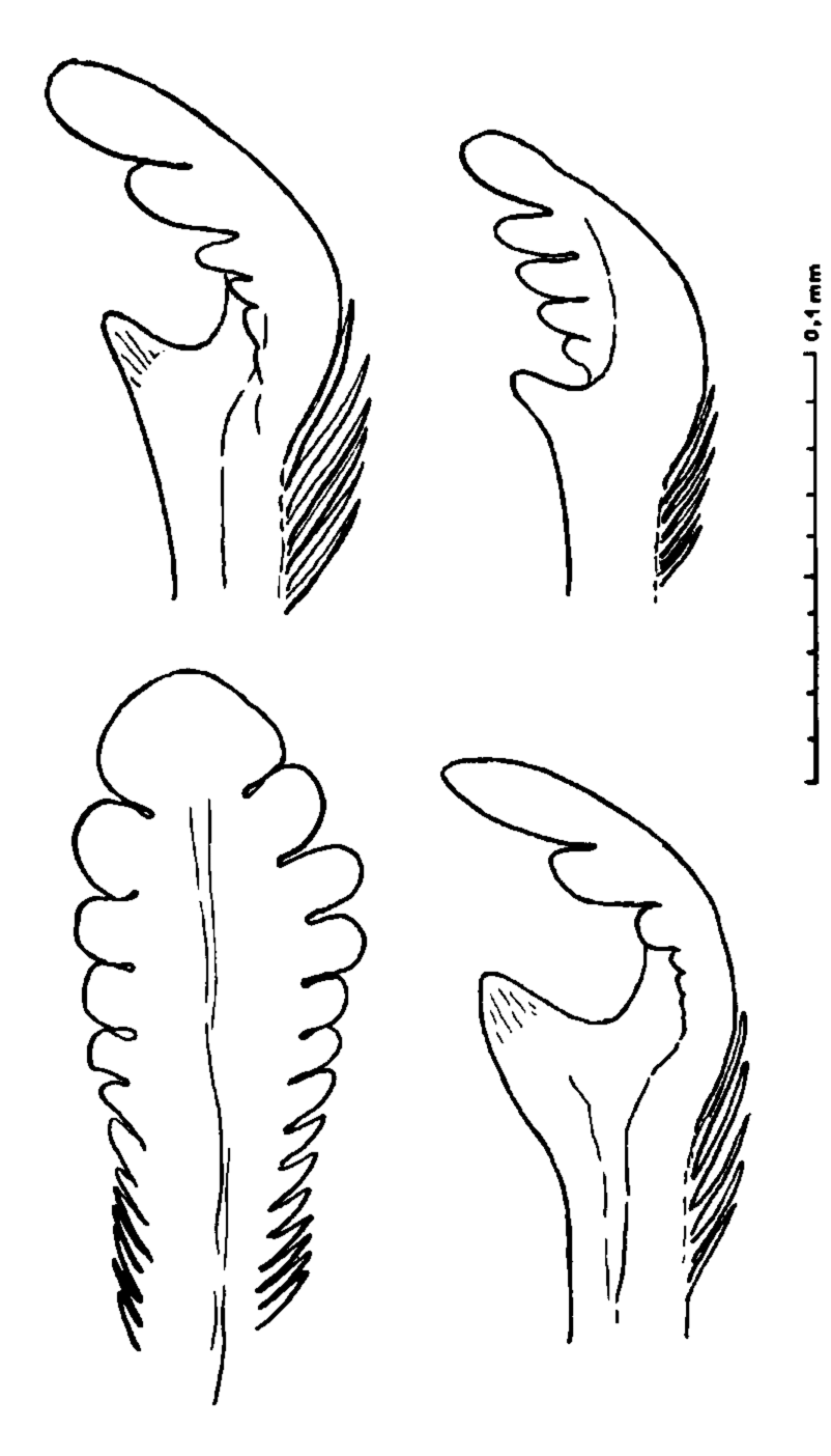 Uca tangeri: Monod & Nicou (1959) image