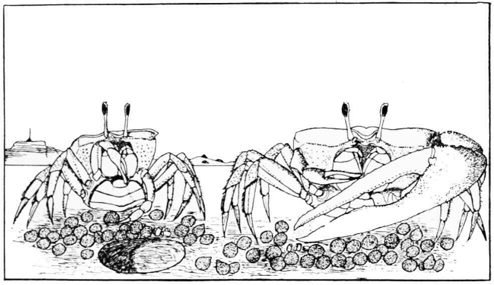 Uca Tangeri: Monod (1927) image