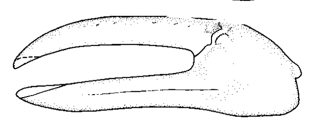 Uca albimana: Naderloo <em>et al.</em> (2010) image