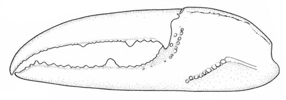 Uca iranica thumbnail