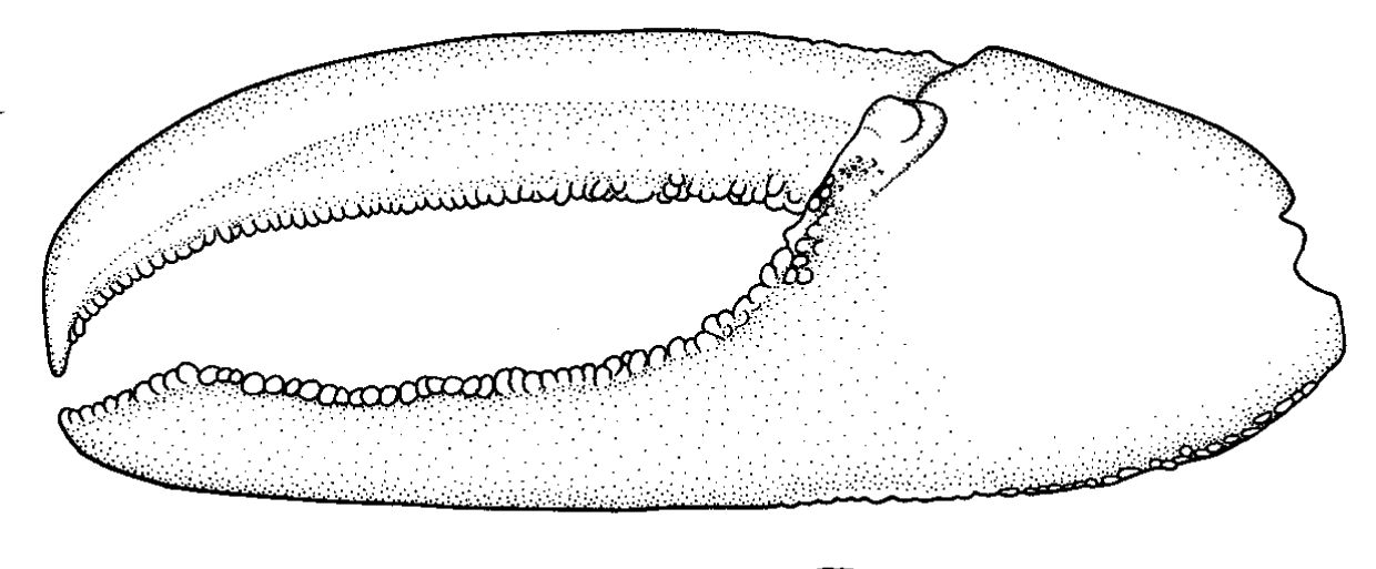 Uca lactea: Naderloo <em>et al.</em> (2010) image